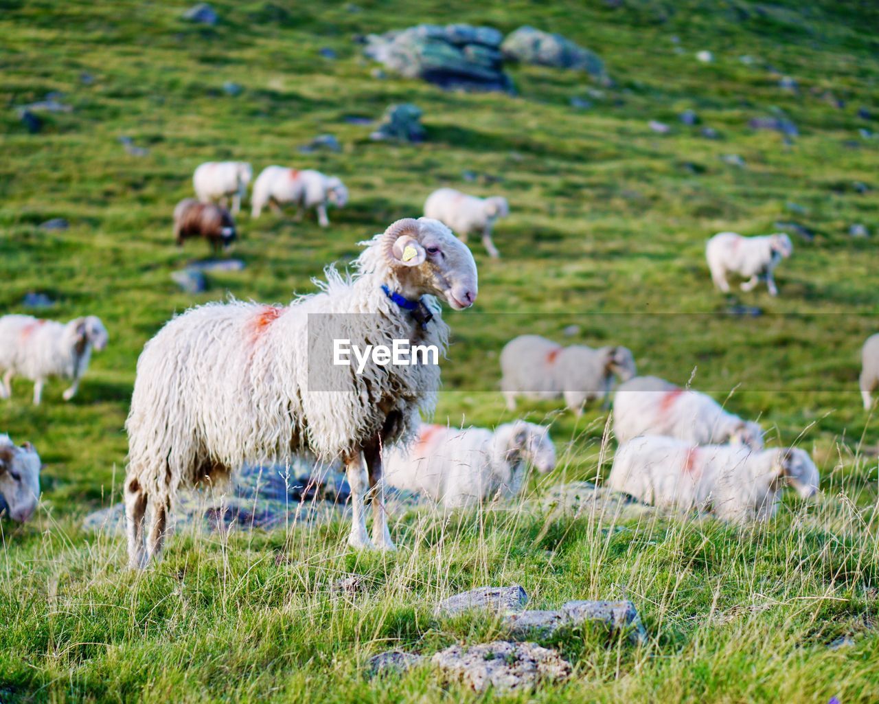 HERD OF SHEEP GRAZING IN FIELD