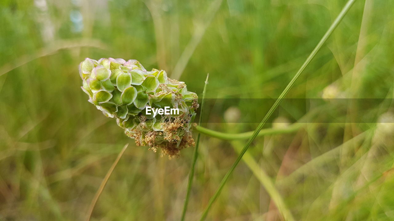 Close-up of plant growing on field