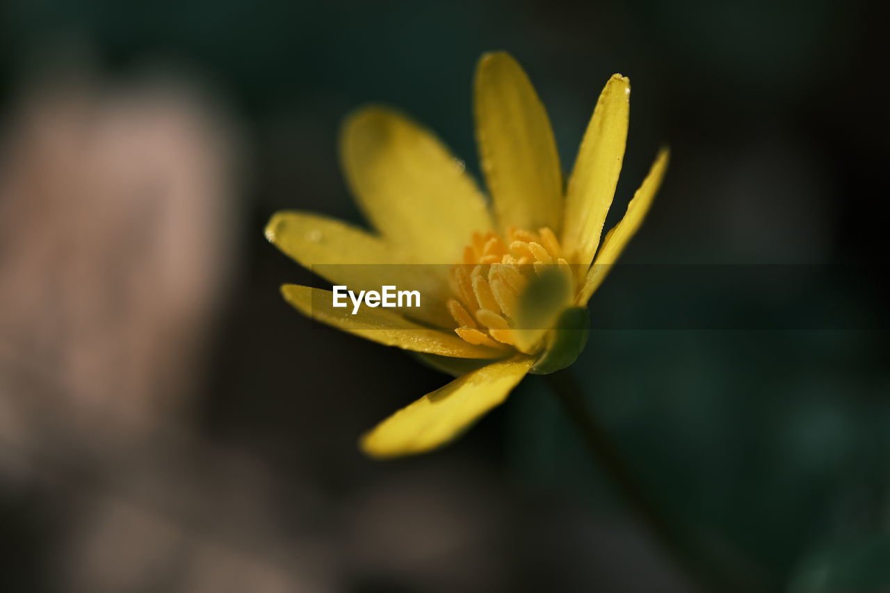 CLOSE-UP OF YELLOW FLOWER AGAINST BLURRED BACKGROUND