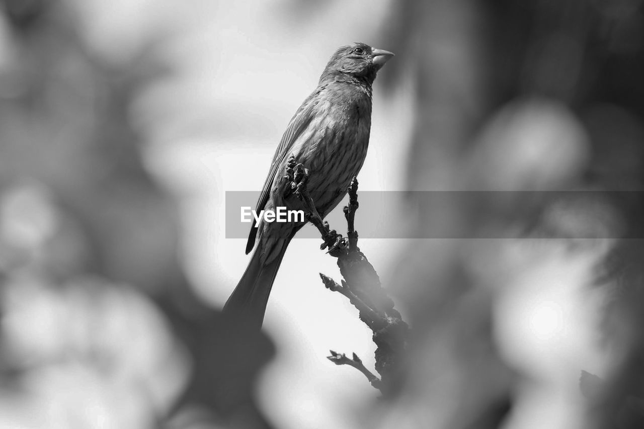 CLOSE-UP OF BIRD PERCHING ON TREE