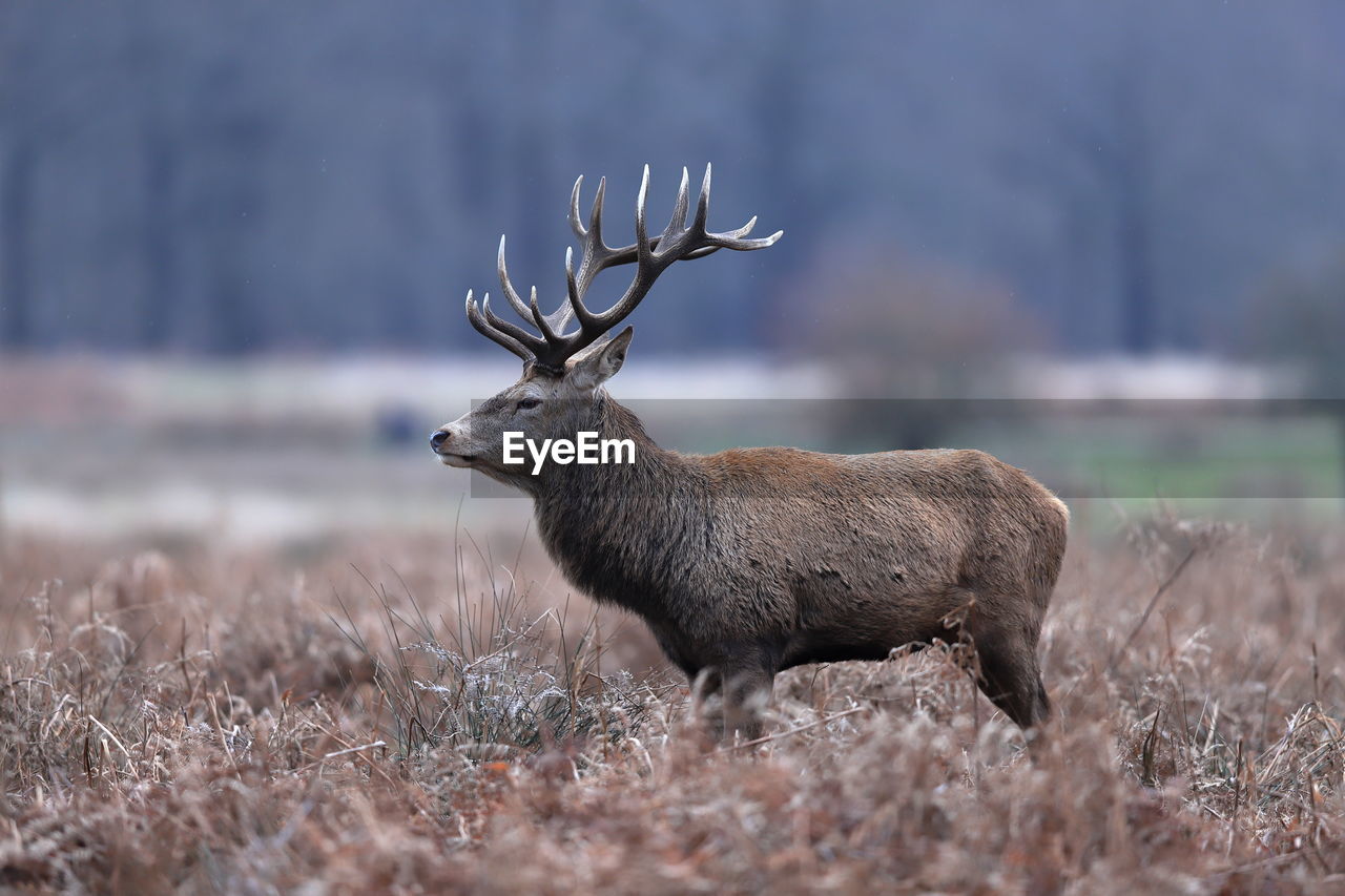 A red deer stag up close