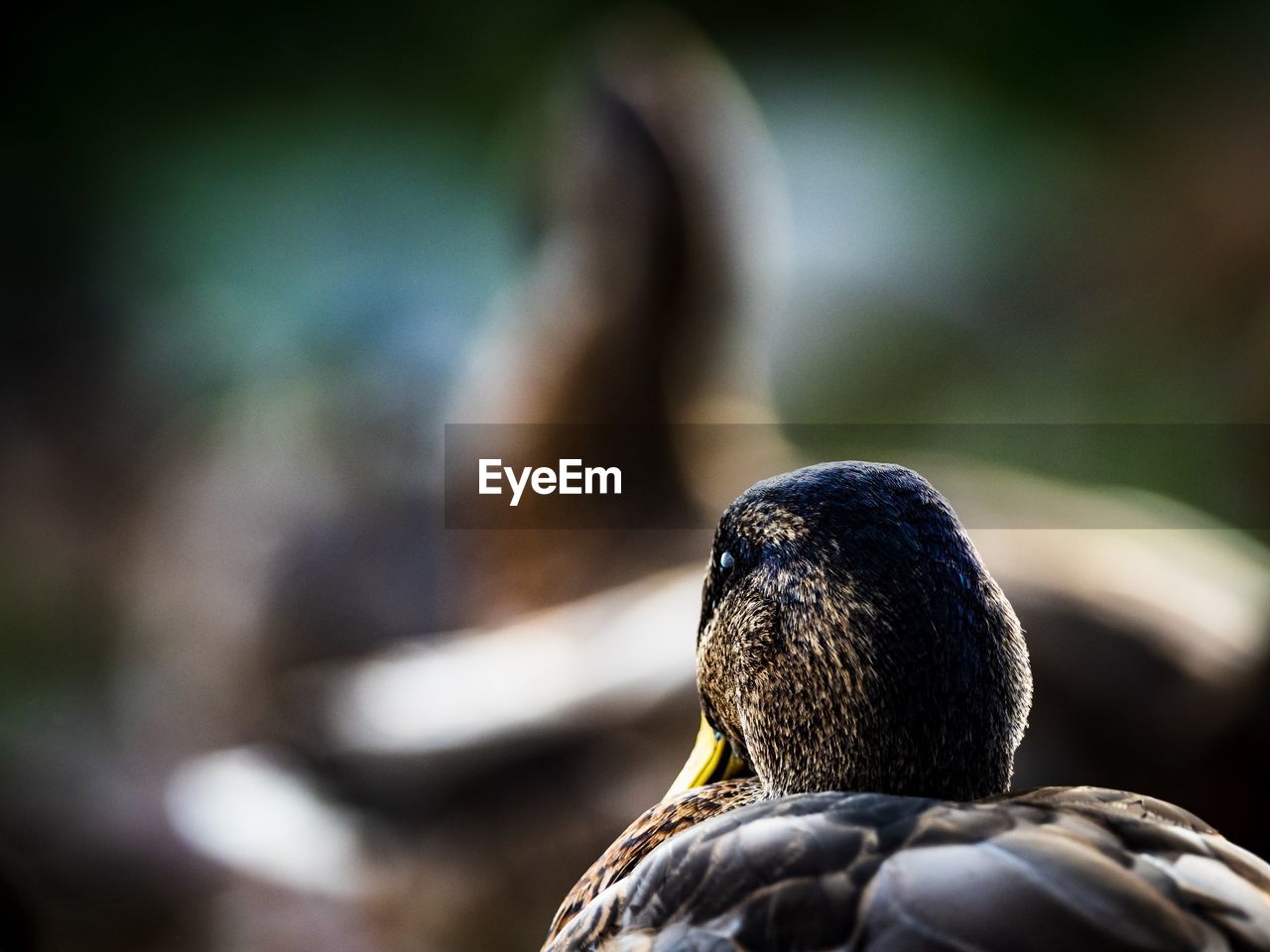 Close-up of a bird looking away