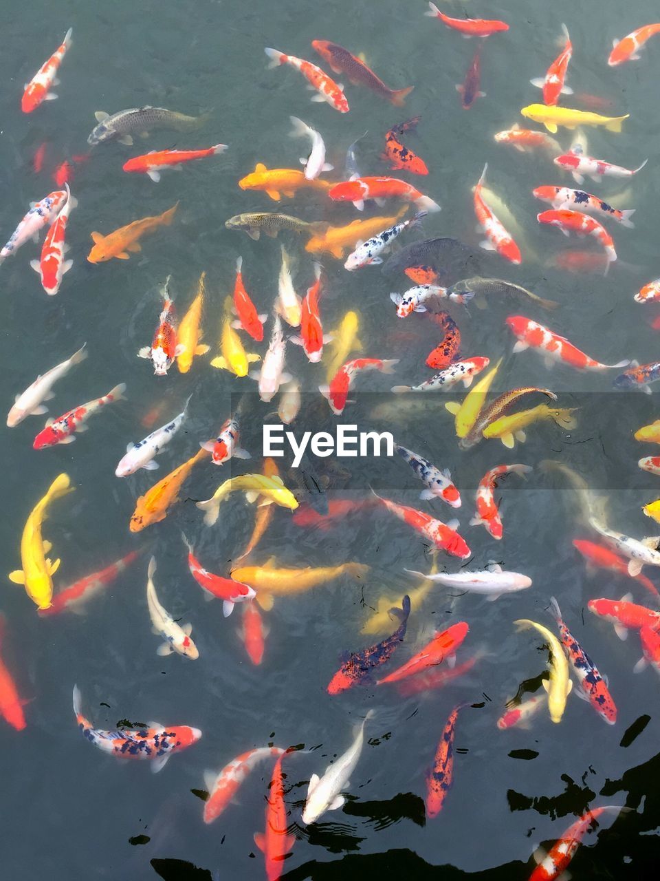 HIGH ANGLE VIEW OF FISHES SWIMMING IN LAKE