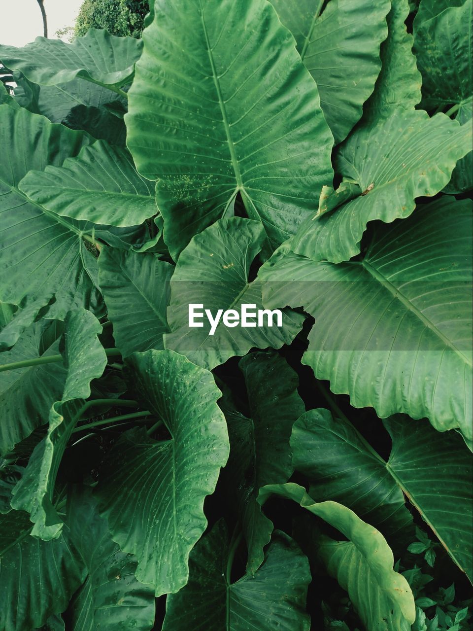 CLOSE-UP OF GREEN LEAVES