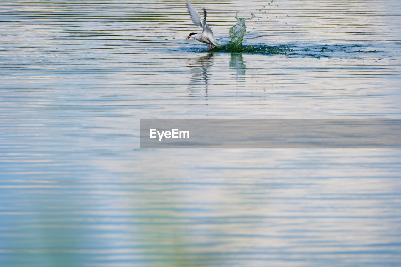 REFLECTION OF BIRD ON LAKE