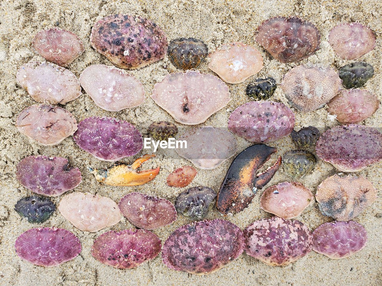 High angle view of shells on beach