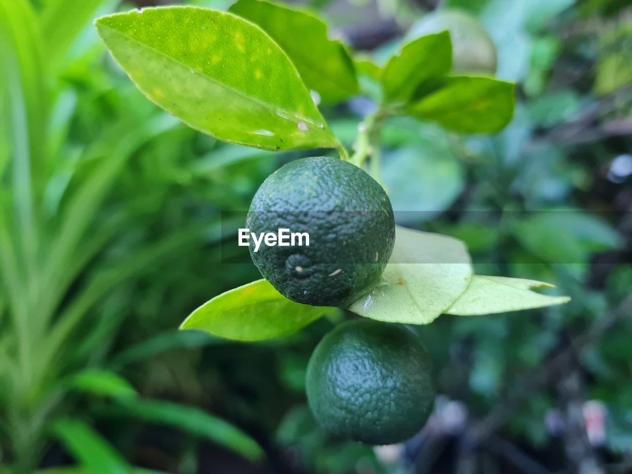 CLOSE-UP OF FRUIT ON TREE