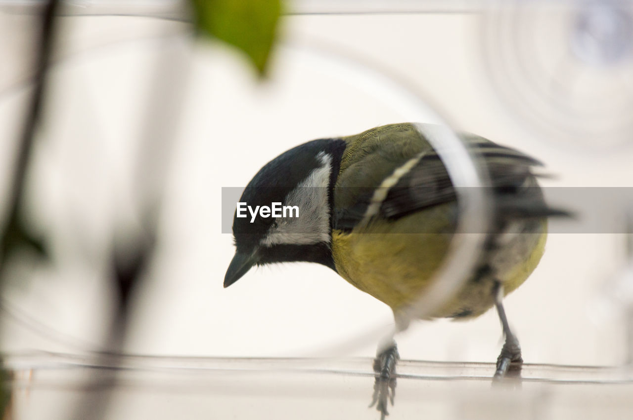 CLOSE-UP OF BIRD PERCHING ON PLATE