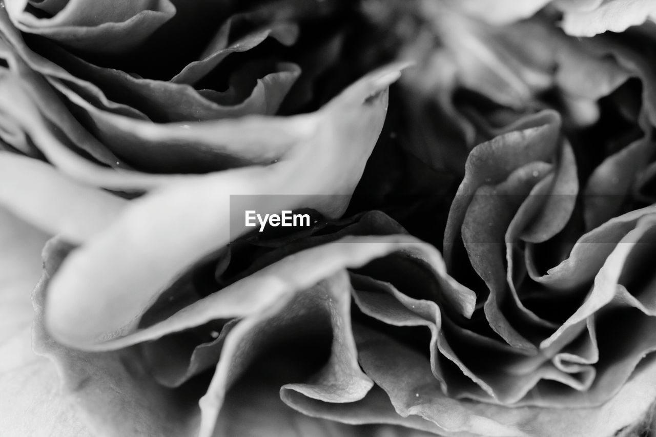 FULL FRAME SHOT OF WHITE FLOWERS