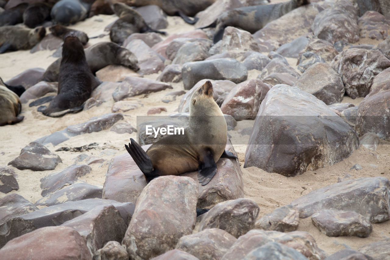 High angle view of seals on rocks at beach