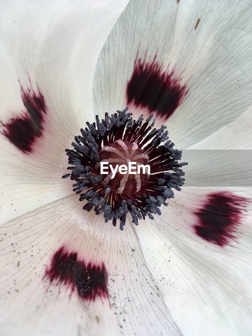 CLOSE-UP OF RED FLOWER