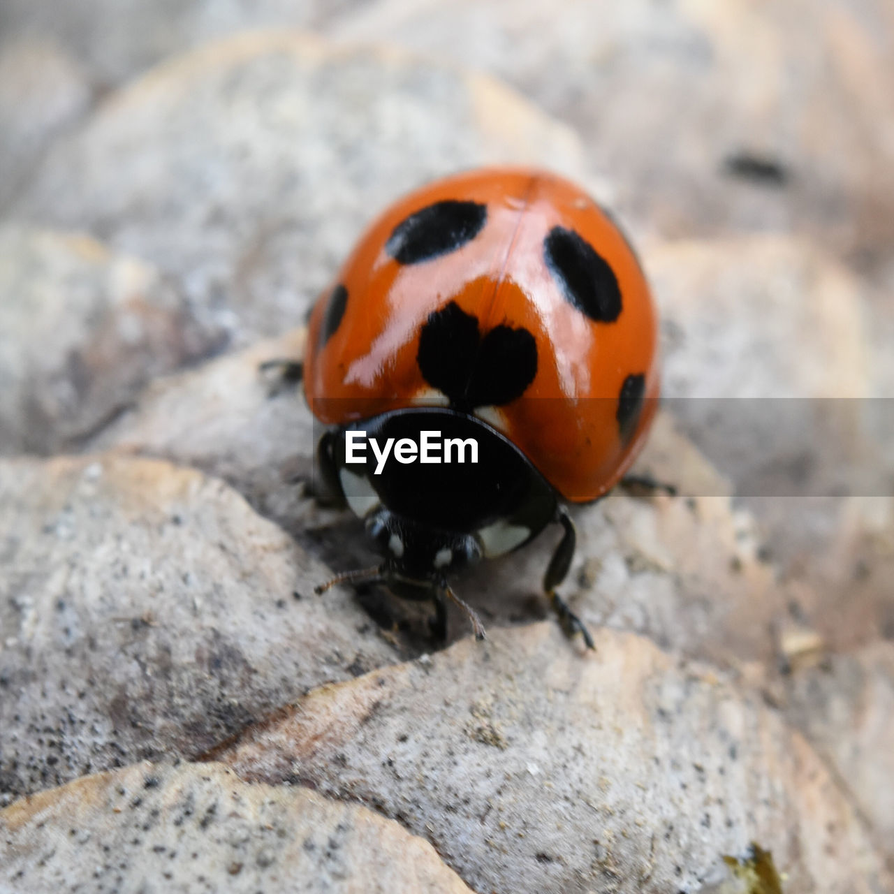 Close-up of ladybug on rock