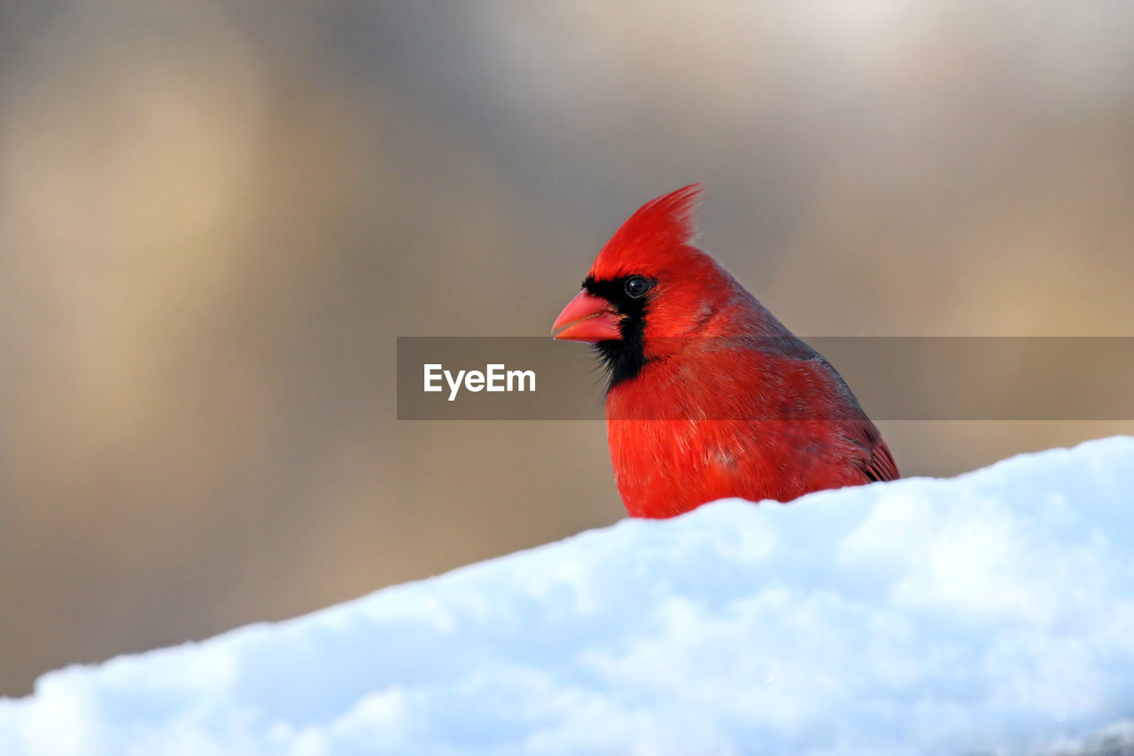 Close-up of northern cardinal in snow