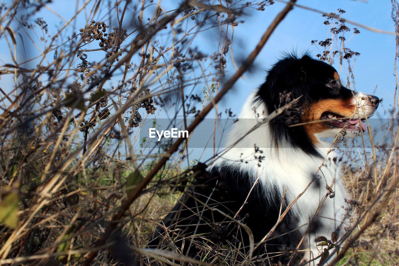 Side view of australian shepherd amidst dry plants