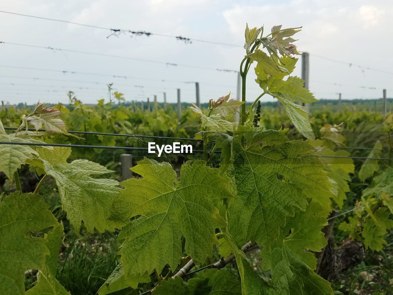 CLOSE-UP OF FRESH GREEN LEAVES ON FARM