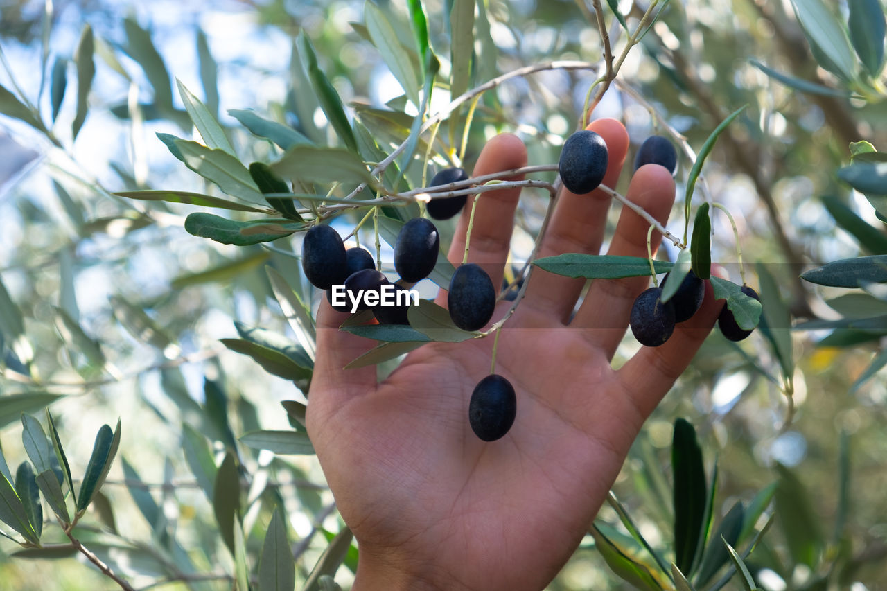Hand behind olive branch with ripe black olives