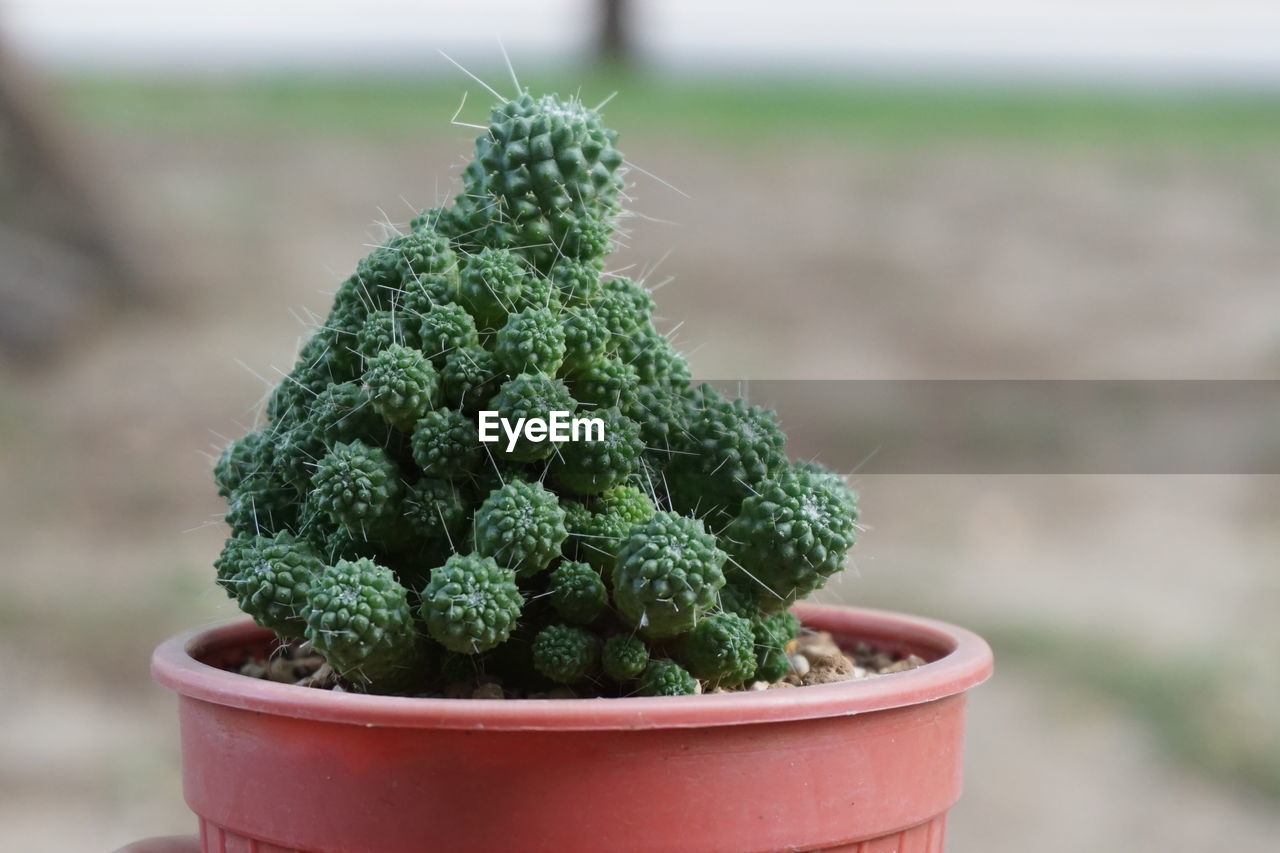 Close-up of succulent plant in pot