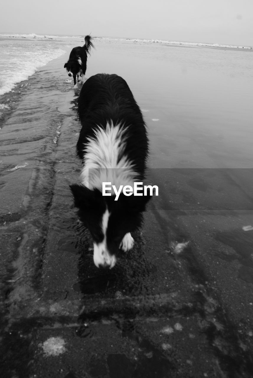 Dog standing in water