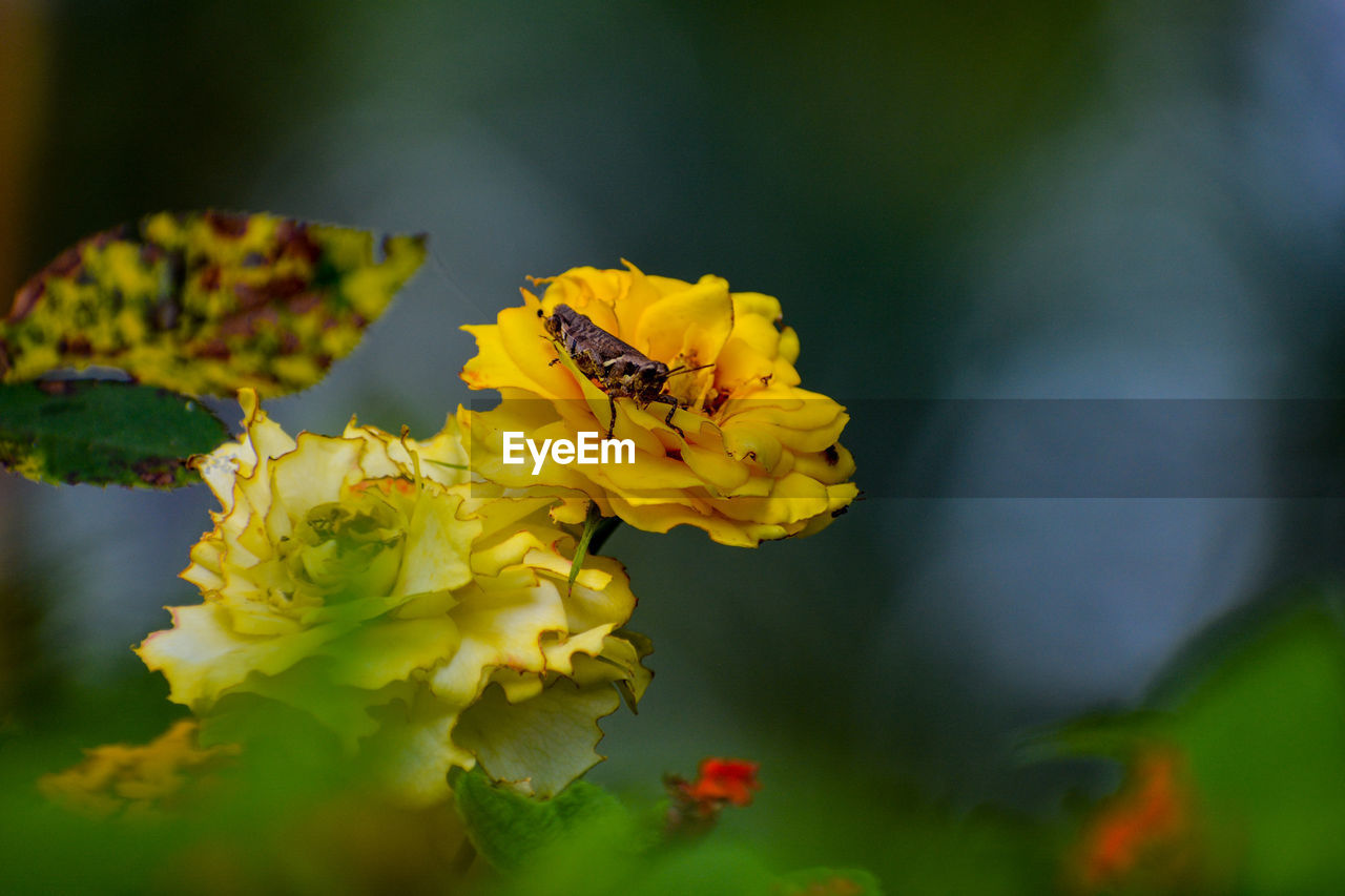 CLOSE-UP OF INSECT ON YELLOW FLOWERING PLANT