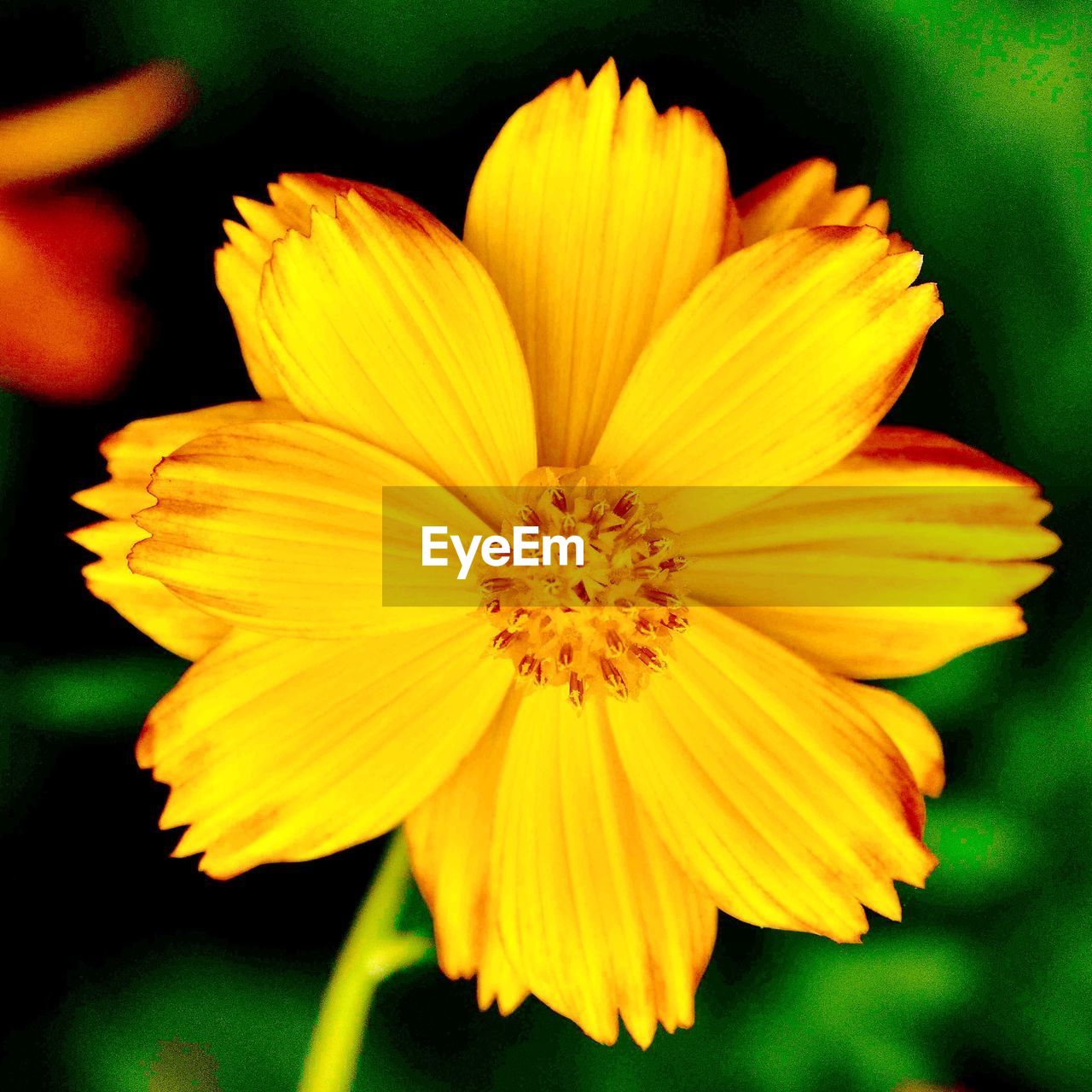 Macro shot of yellow flower blooming outdoors