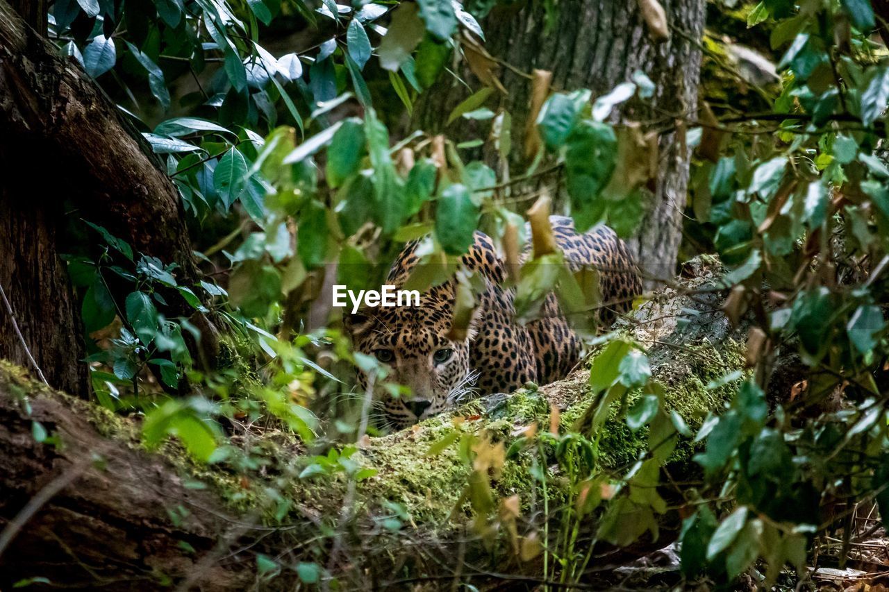 Leopard by tree in forest