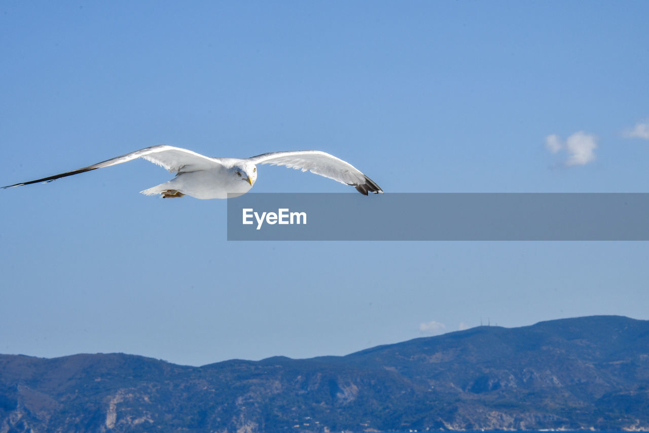 Seagull flying over mountain against blue sky