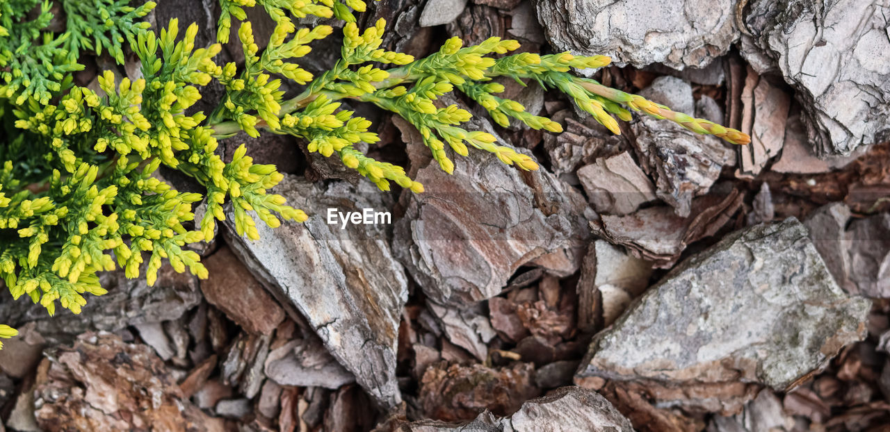 tree, plant, nature, plant part, leaf, growth, no people, day, branch, trunk, outdoors, beauty in nature, wood, flower, tree trunk, autumn, green, land, close-up, rock, tranquility, high angle view, textured, soil, full frame, backgrounds, forest