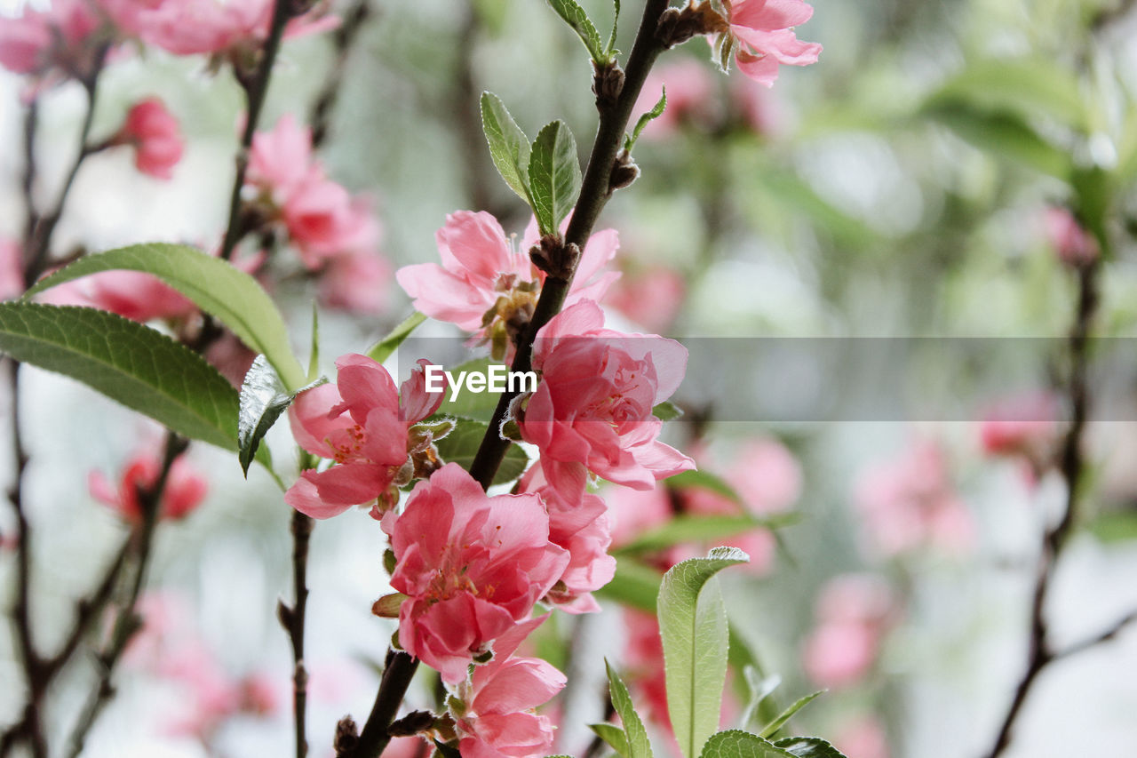 Close-up of pink cherry blossom on tree