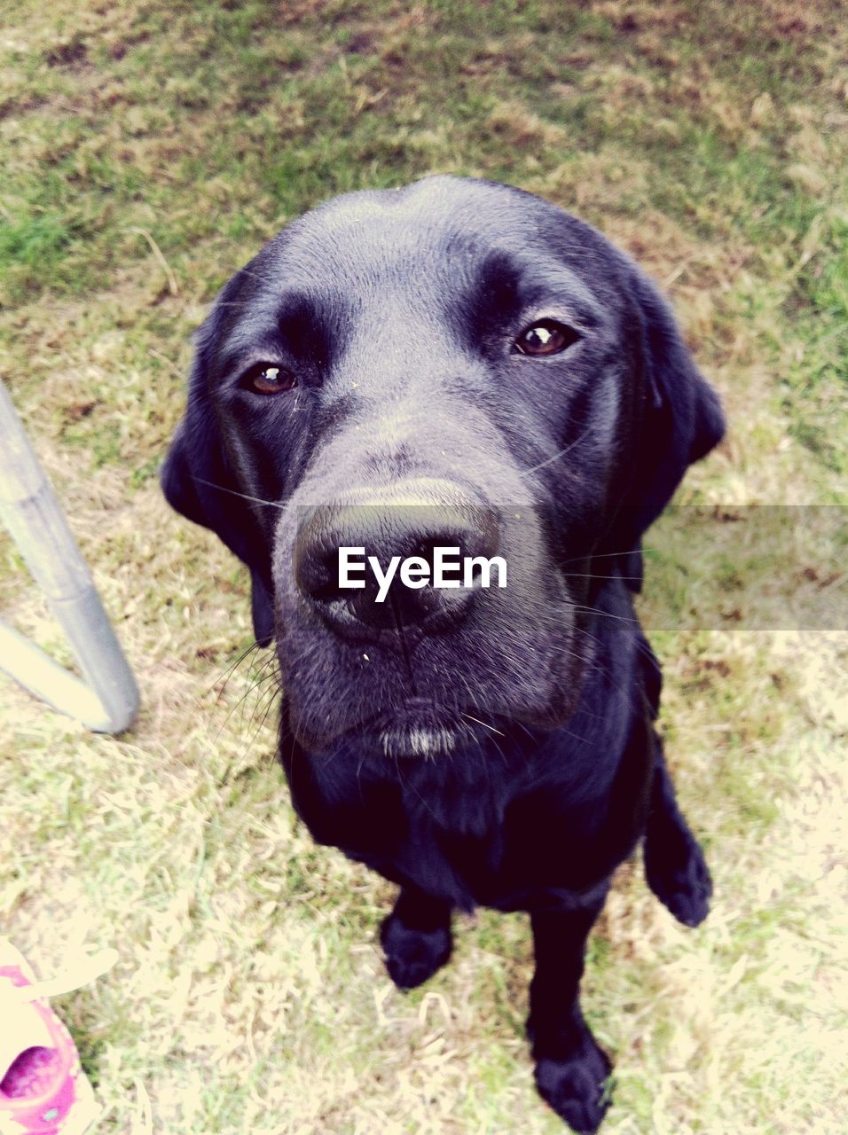 PORTRAIT OF DOG ON GRASS