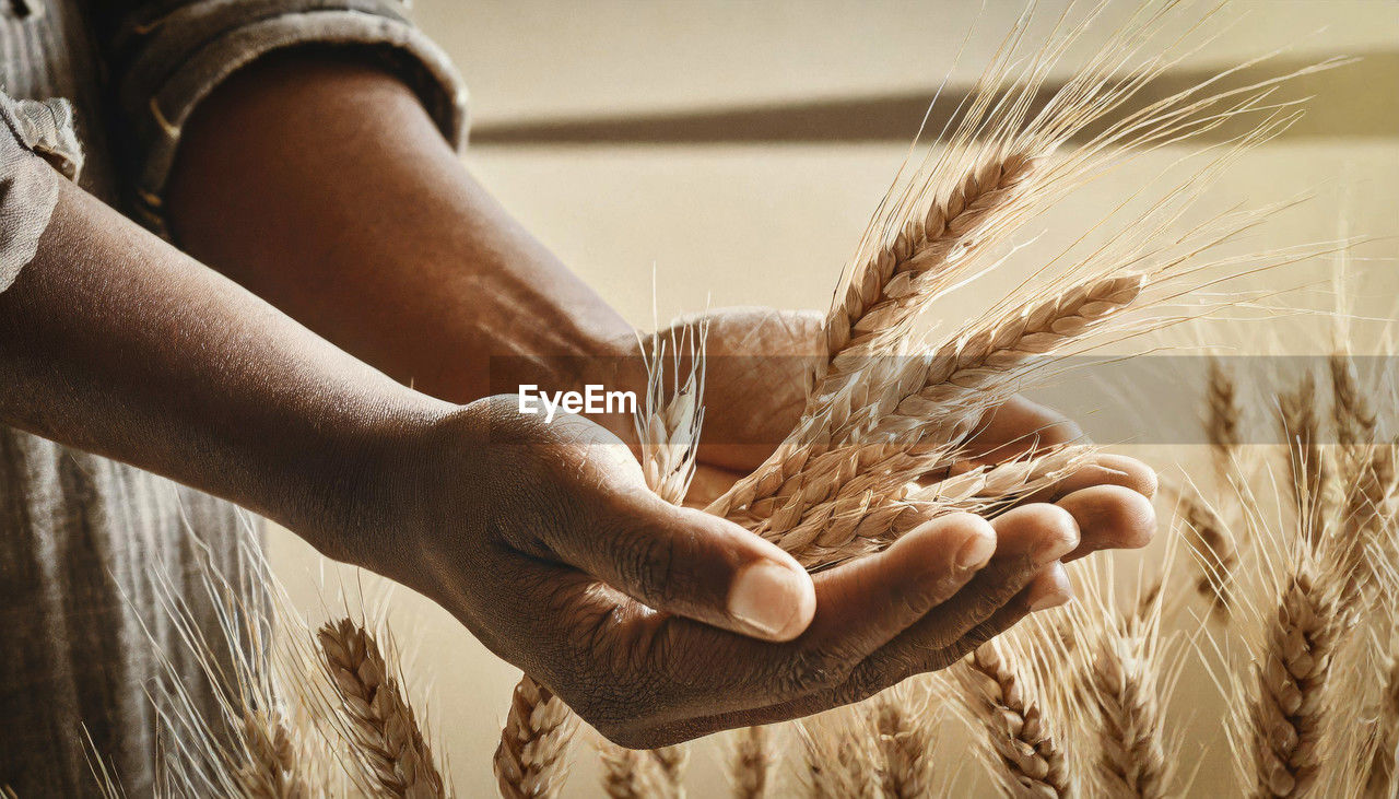 Close-up view of a farmer's hands holding golden ears of wheat. cultivated field in the background.