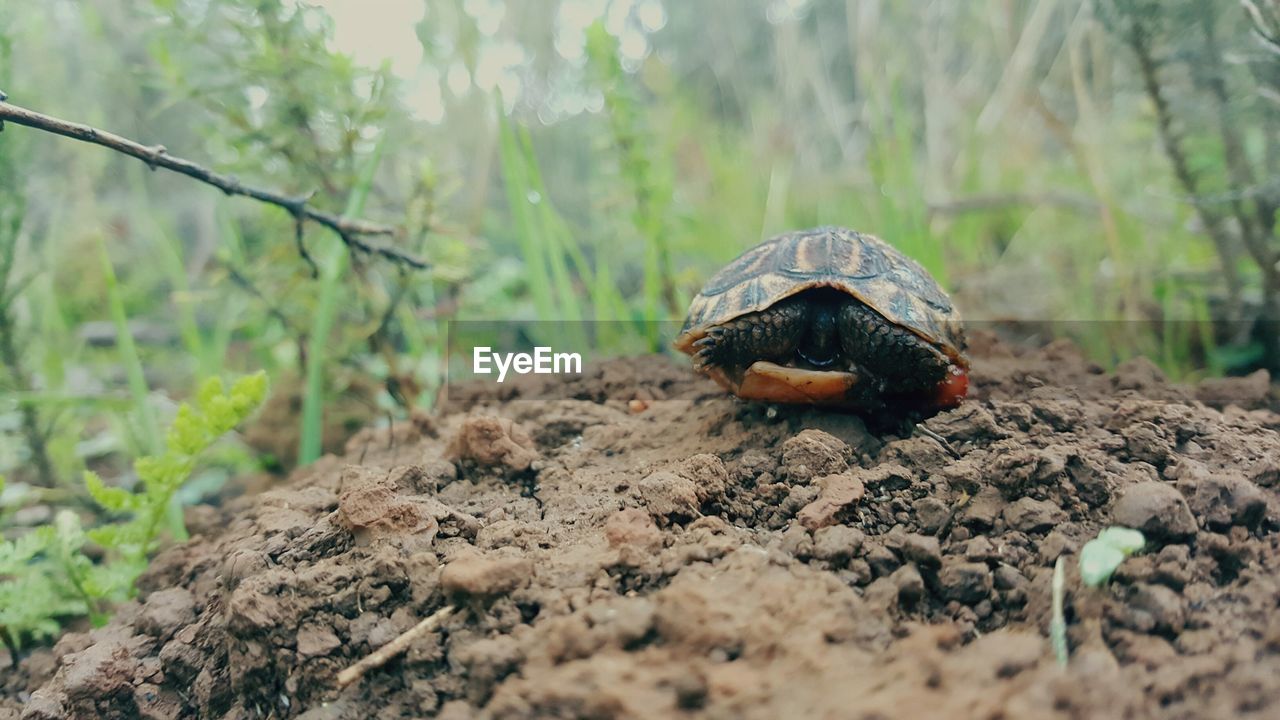 CLOSE-UP OF TORTOISE IN GRASS