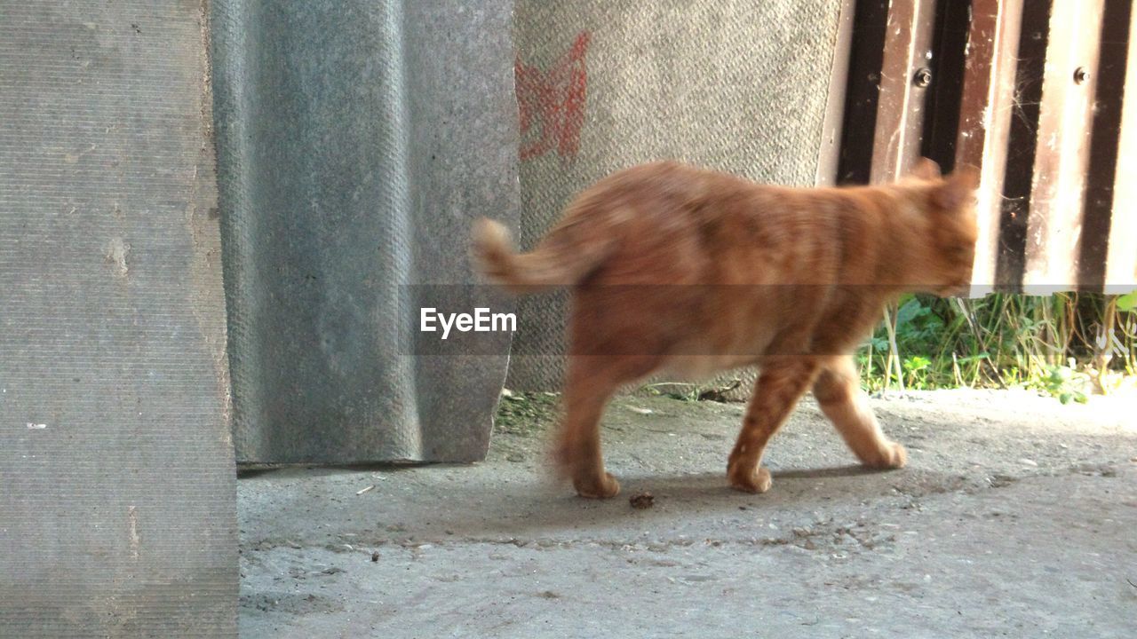 VIEW OF CAT STANDING IN PEN