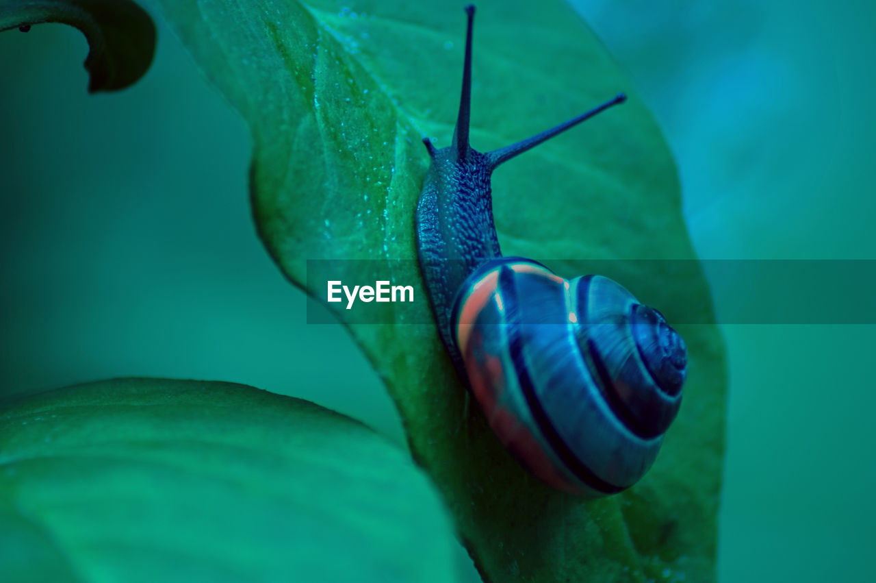 Close-up of snail on leaf