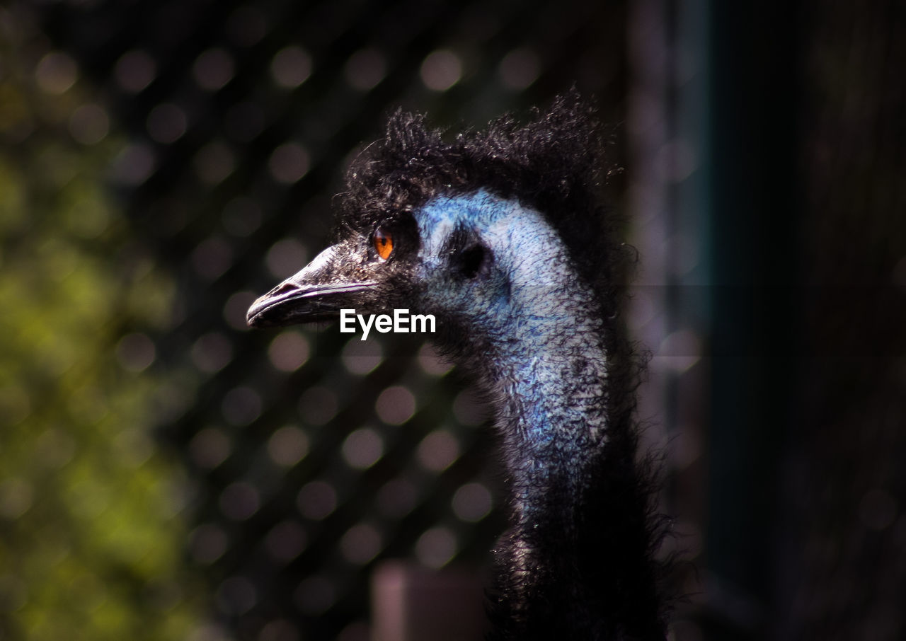Close-up of an emu looking away