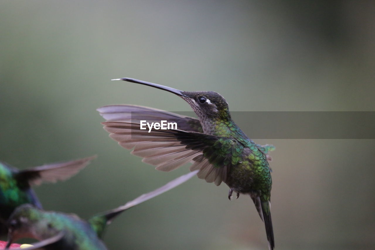 CLOSE-UP OF BIRD FLYING AGAINST SKY