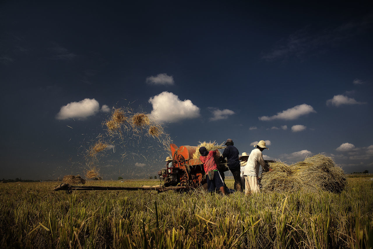 Farmers harvesting crops on field against sky