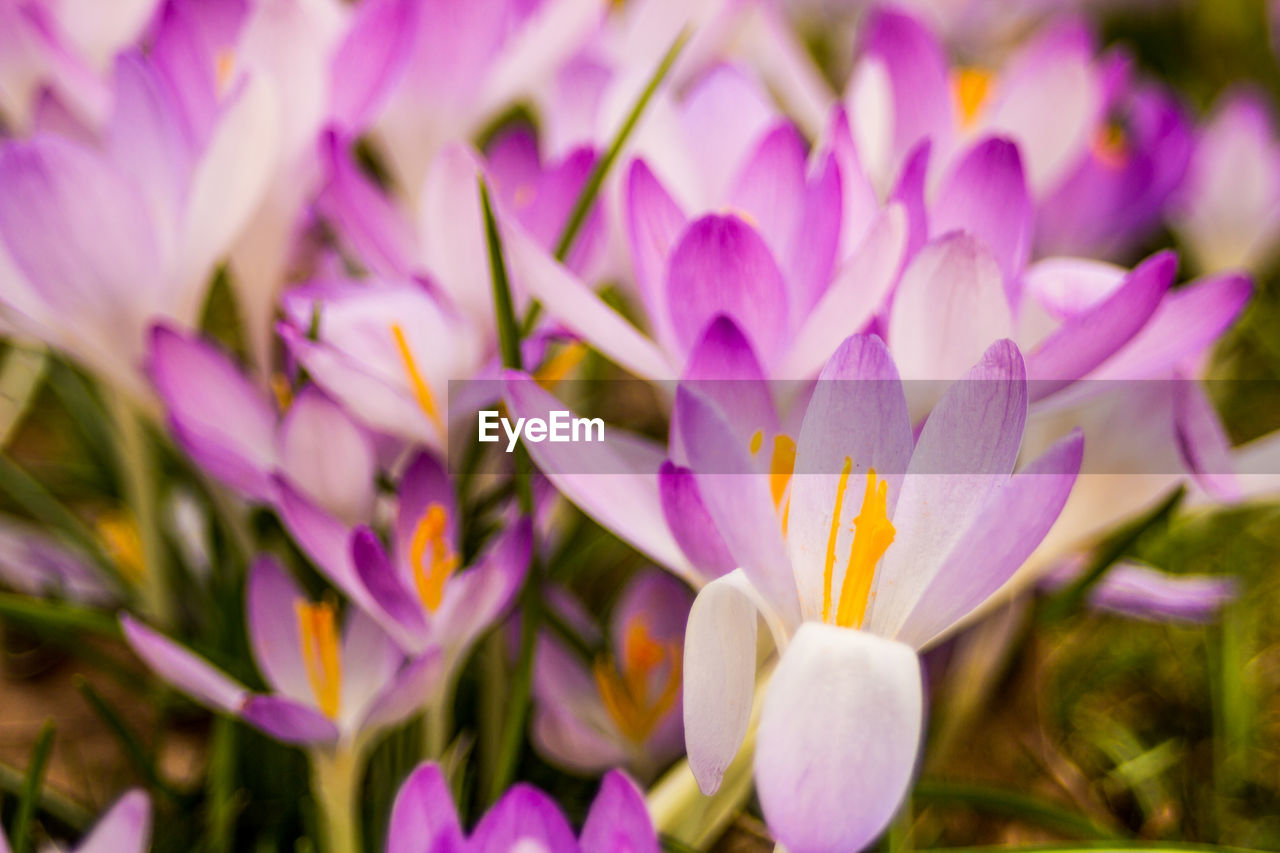 CLOSE-UP OF PURPLE CROCUS FLOWERS