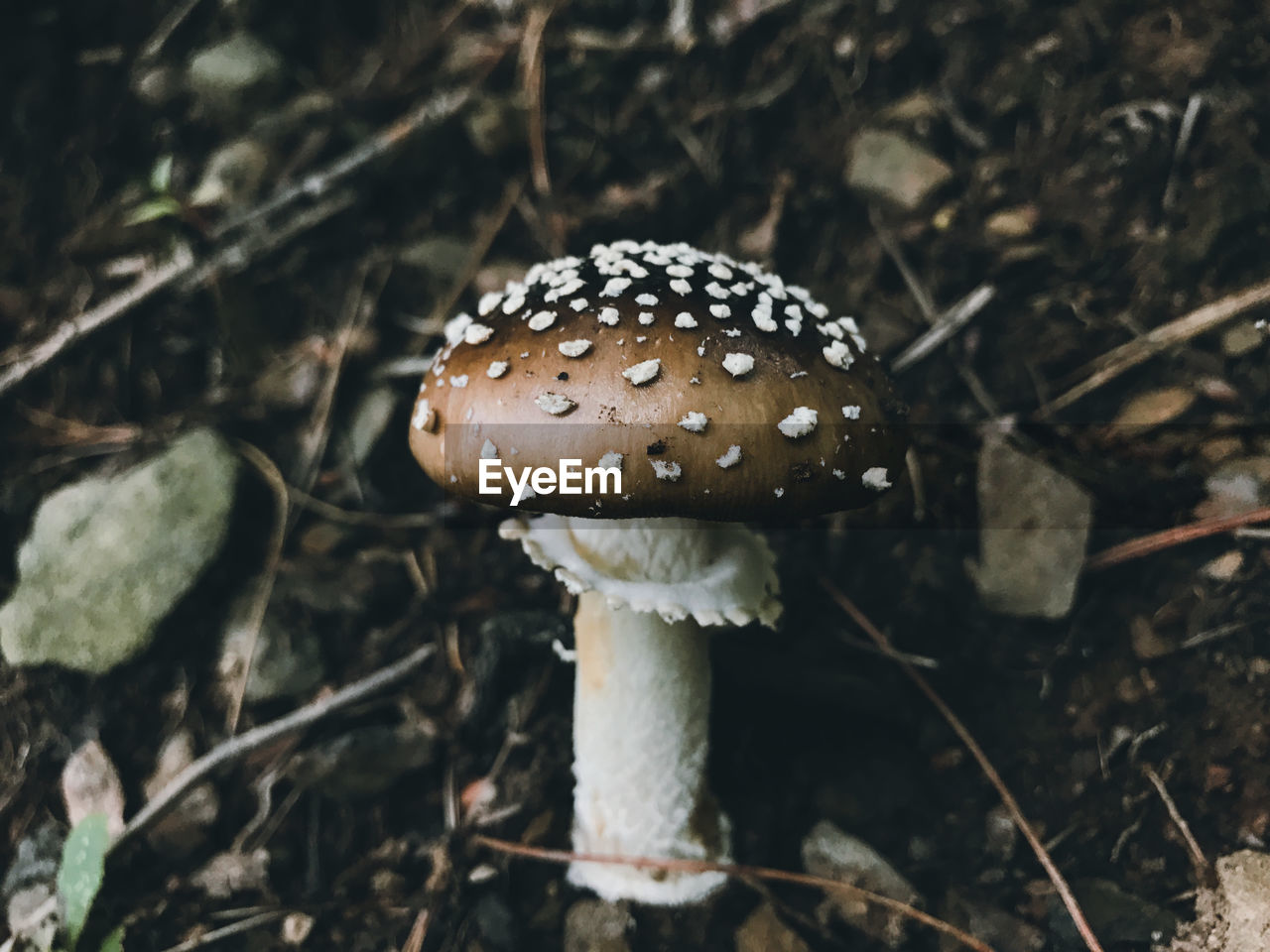 close-up of mushroom growing in forest