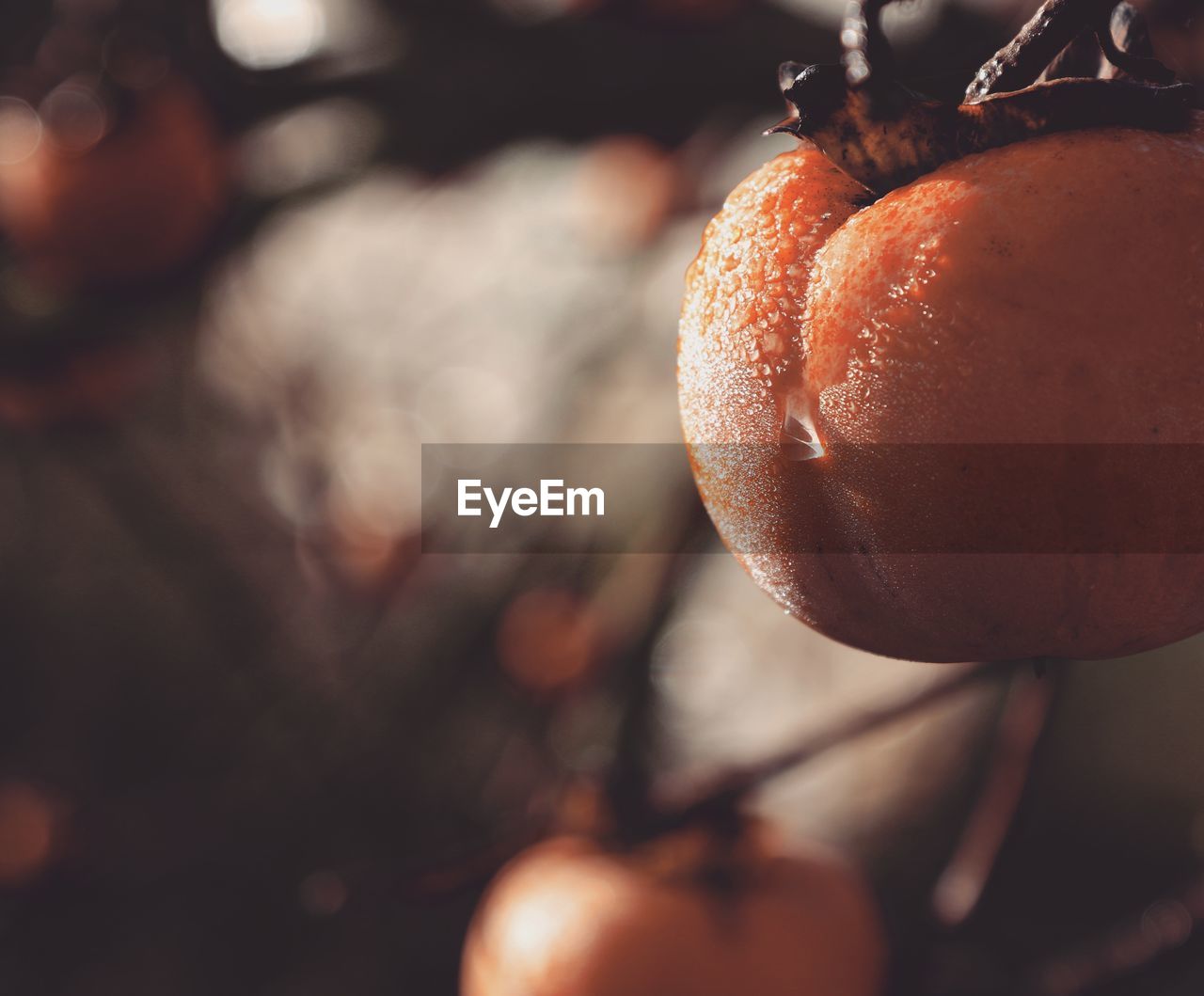 Close-up of persimmon fruit