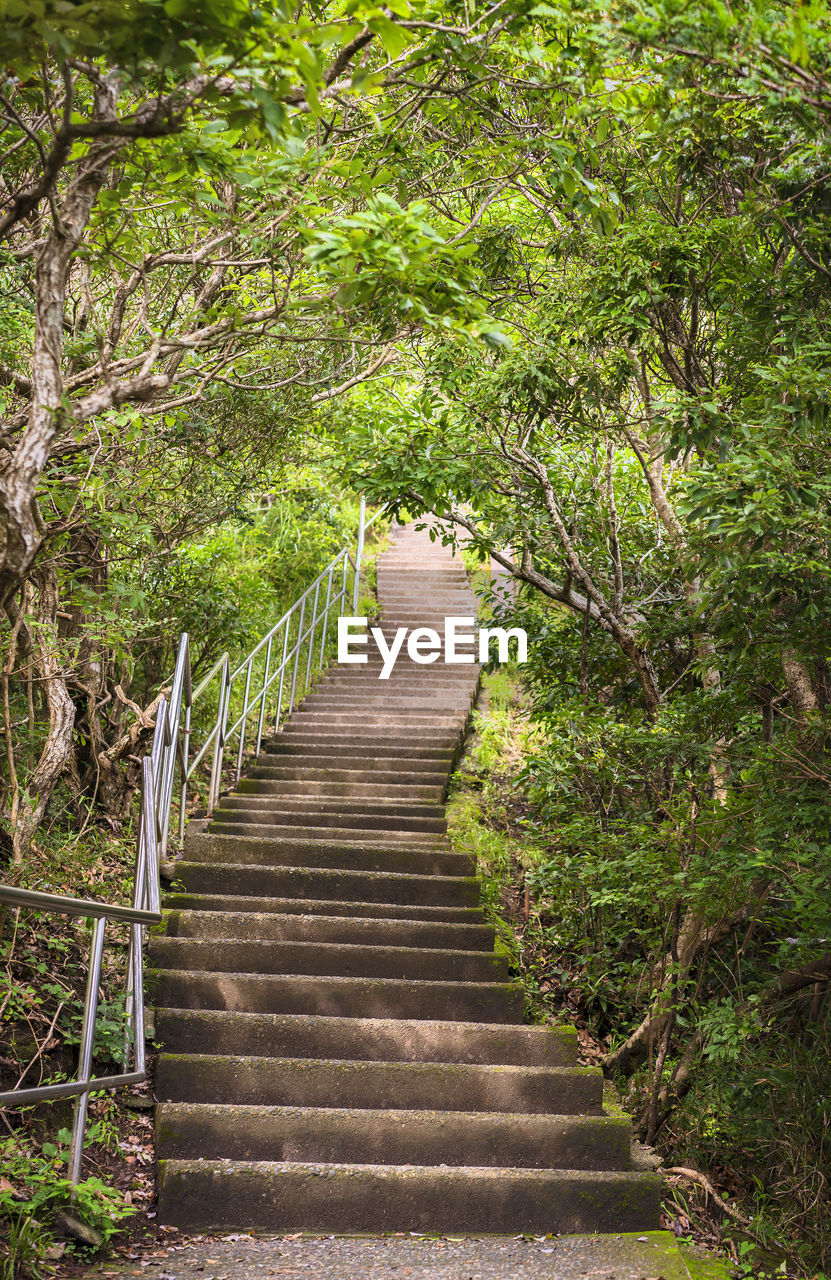 STAIRCASE LEADING TOWARDS FOREST