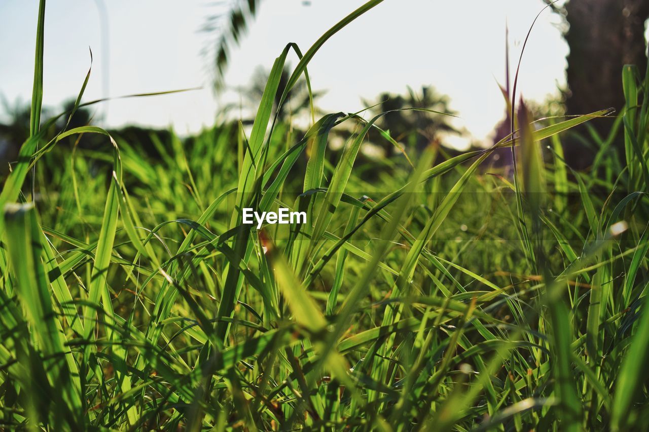 CLOSE-UP OF GRASS IN FIELD