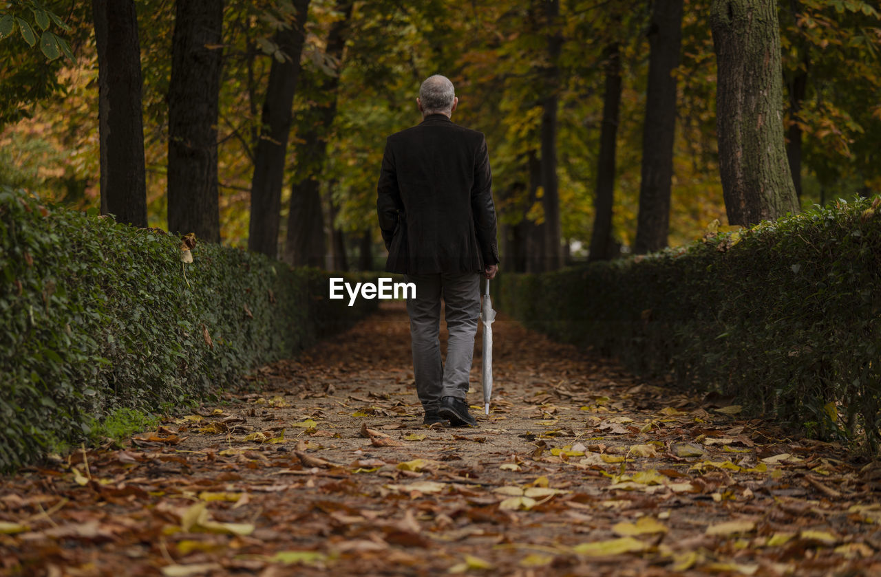 Rear view of adult man walking on path in public park in autumn. shot in retiro park, madrid, spain