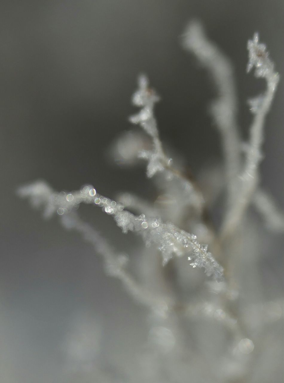 CLOSE-UP OF PLANT AGAINST BLURRED BACKGROUND