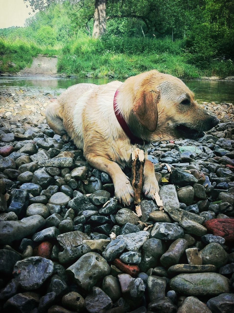 Dog sitting on pebbles at lakeshore