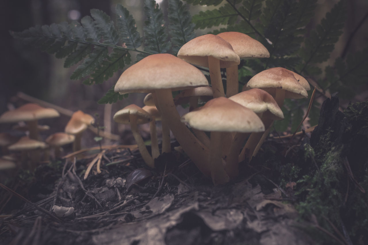 Close-up of mushrooms growing on field in forest