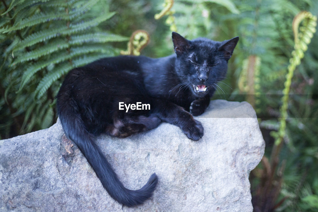 Black cat lying on rock