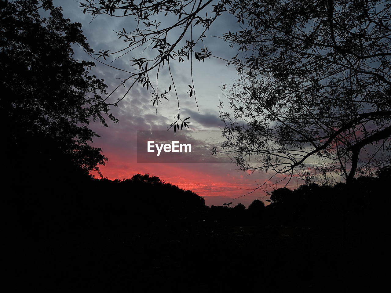 Low angle view of silhouette trees against sky during sunset