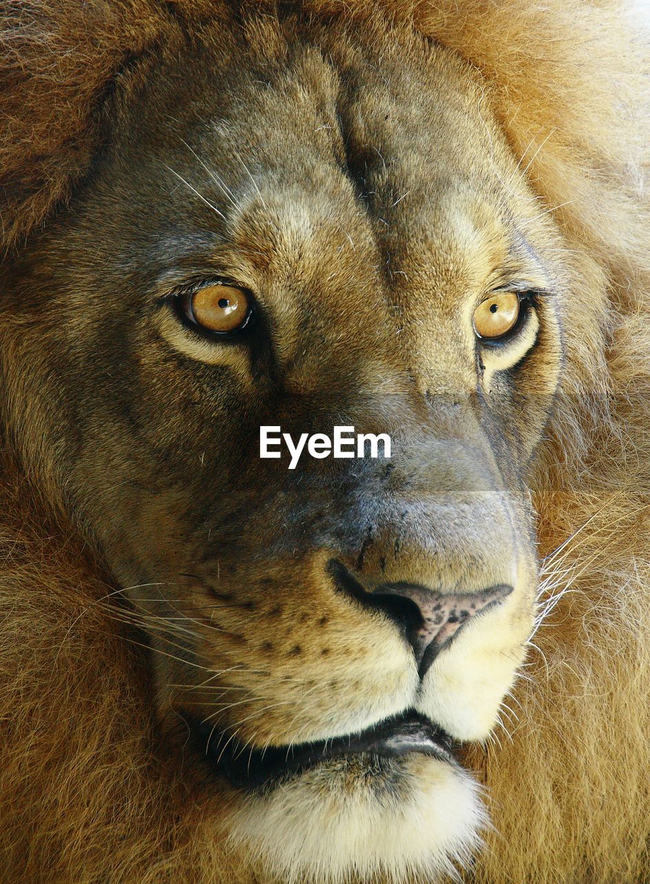 Close-up portrait of male lion