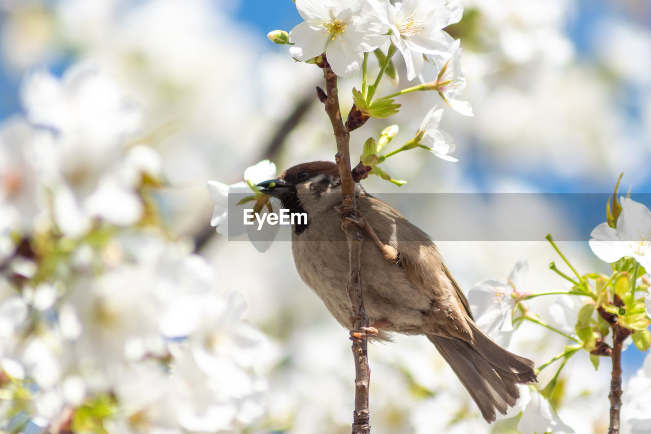 Low angle view of bird perching on cherry blossom 