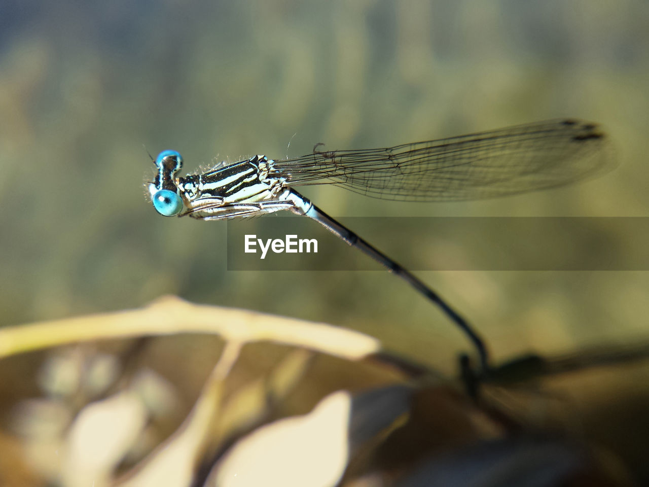 Close-up of damselfly on leaf